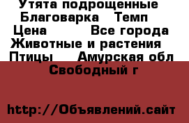 Утята подрощенные “Благоварка“,“Темп“ › Цена ­ 100 - Все города Животные и растения » Птицы   . Амурская обл.,Свободный г.